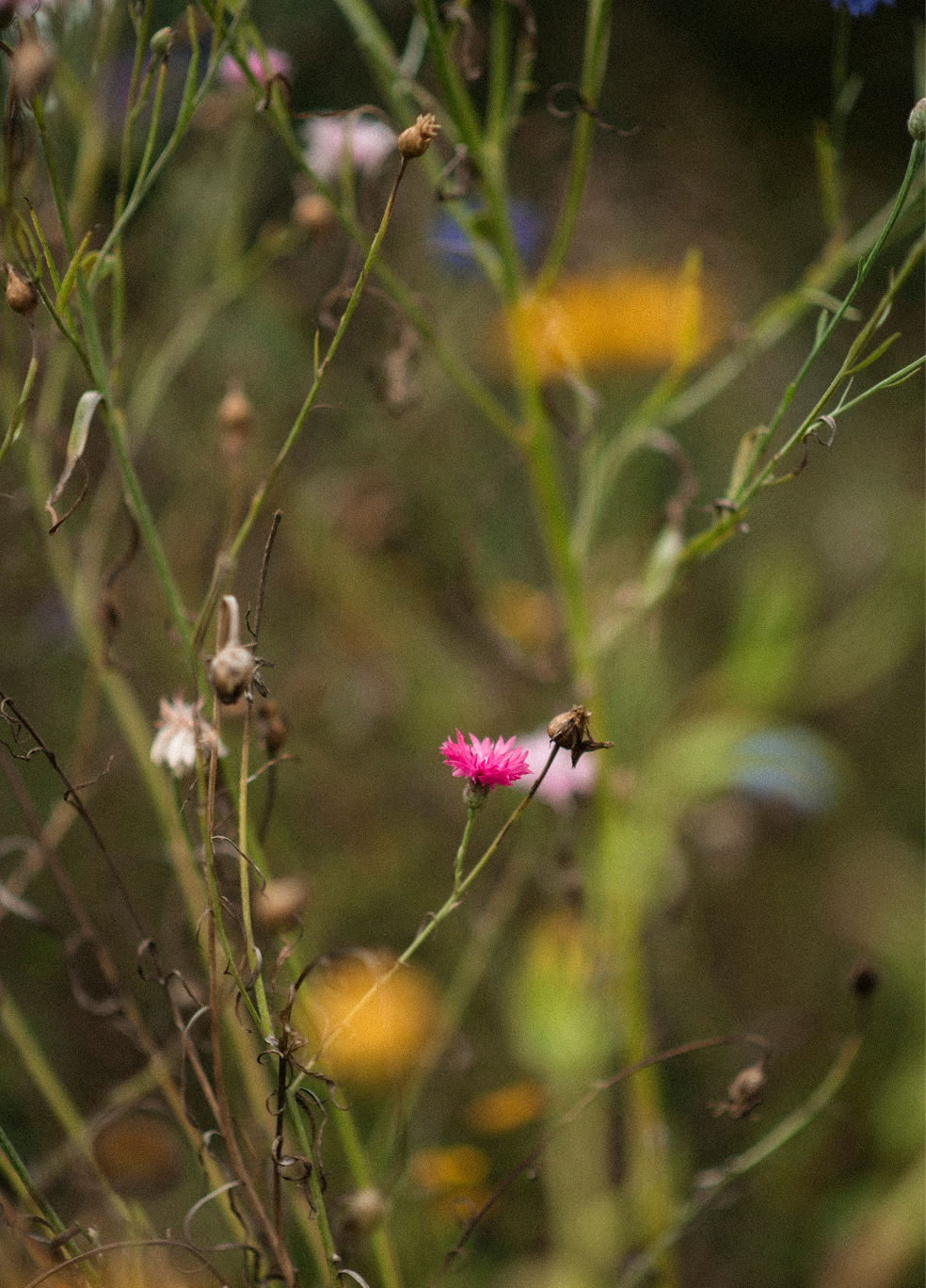 Wild botanicals flourishing in an untouched natural landscape, symbolizing the purity, provenance, and craftsmanship behind Veyn Botanical Tea Bouquets.